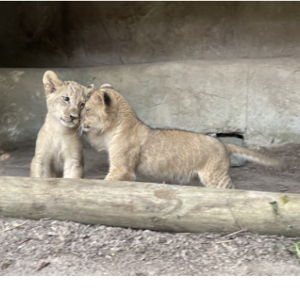 Zoosiana reveals names of two new lion cubs Image 2